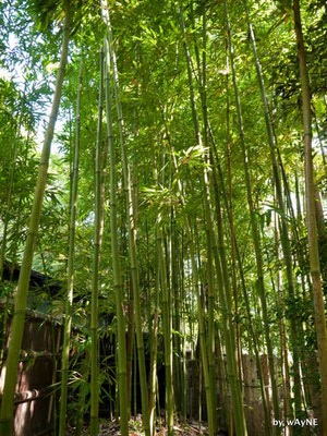 植物園