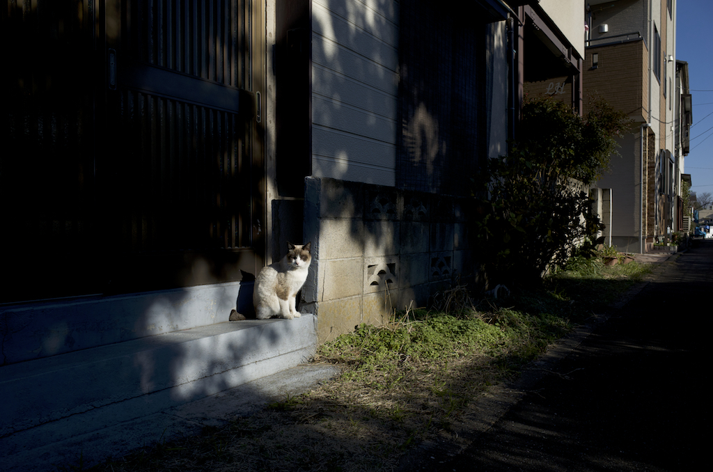 cat