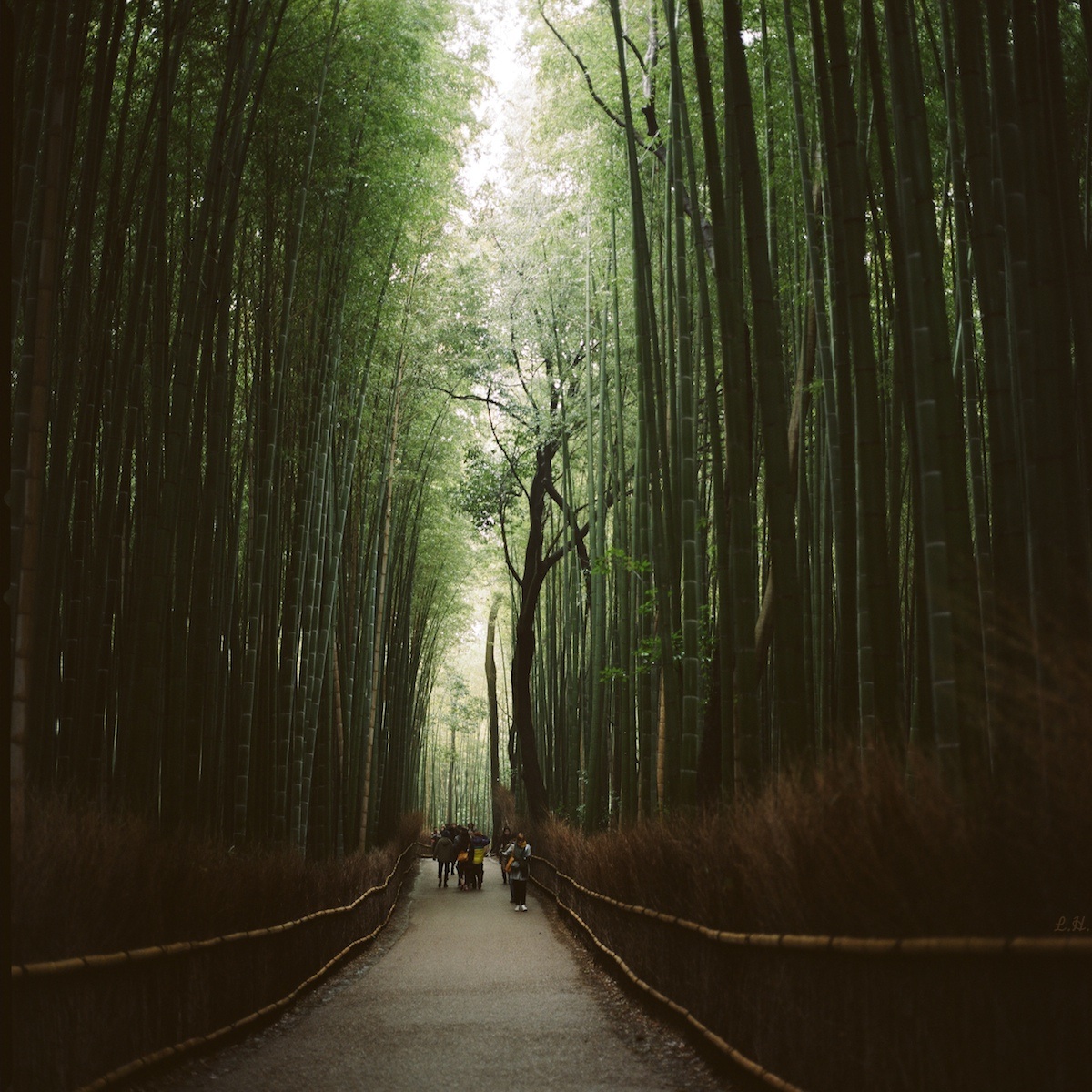 Arashi Yama