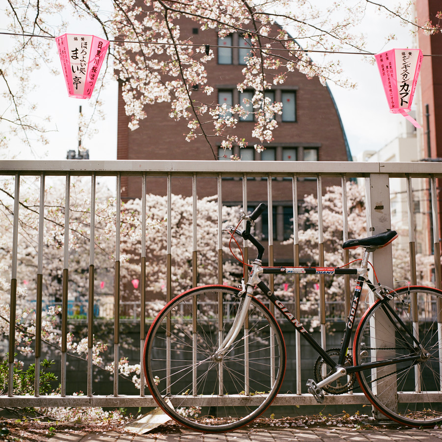 cherry blossom